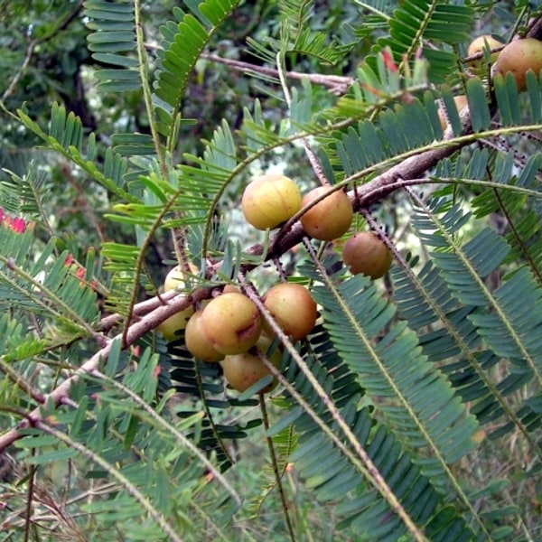 Amla Seed