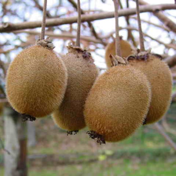 Kiwi Seed