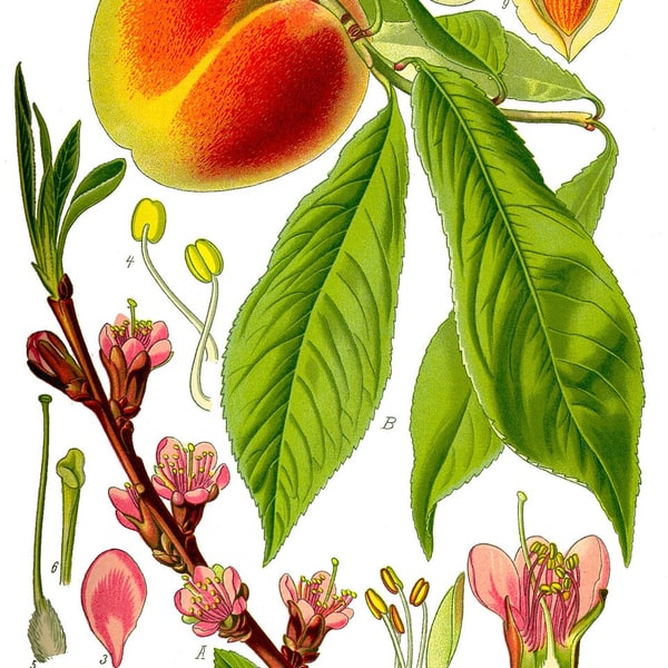 Peach Seed for planting