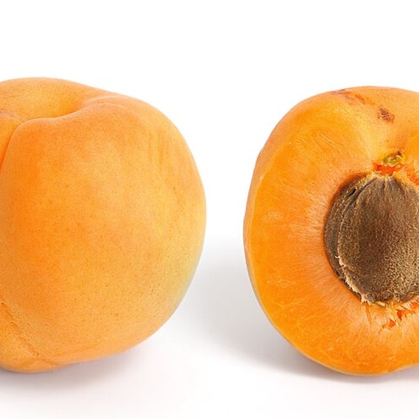 Apricot Seed for planting