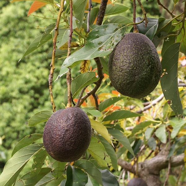 Avocado Seed for planting