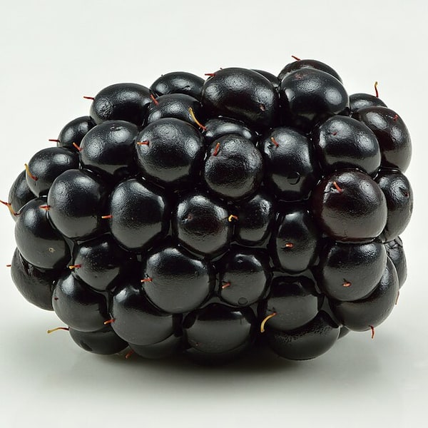 Blackberry Seed