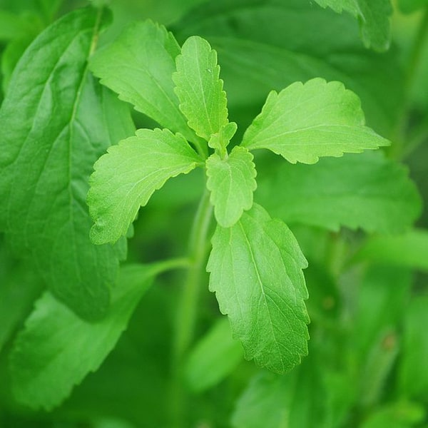 Stevia Seed