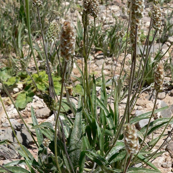 Isabgol Seed