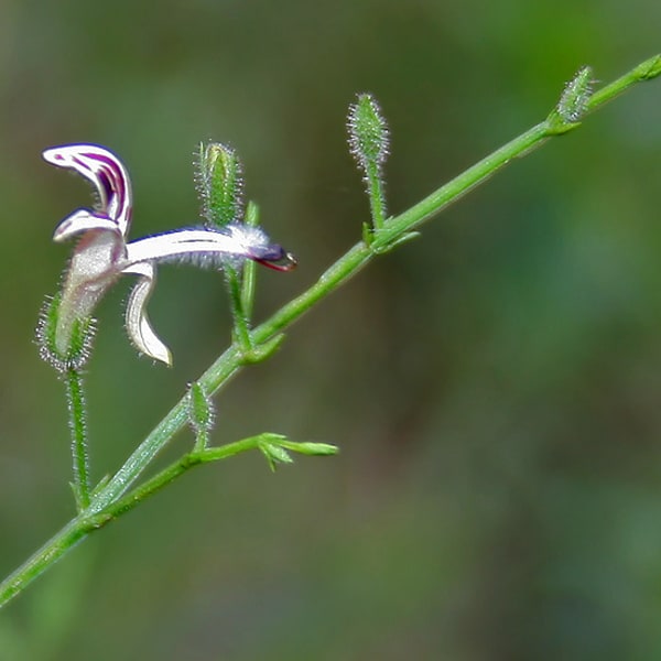 Kalmegh Seed