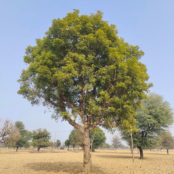 Neem Seed for planting