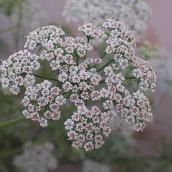 Ajwain Seed for planting