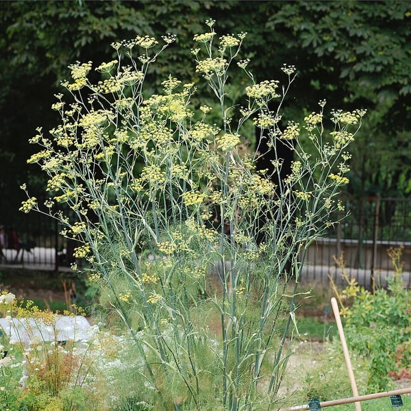 Fennel Seed for planting