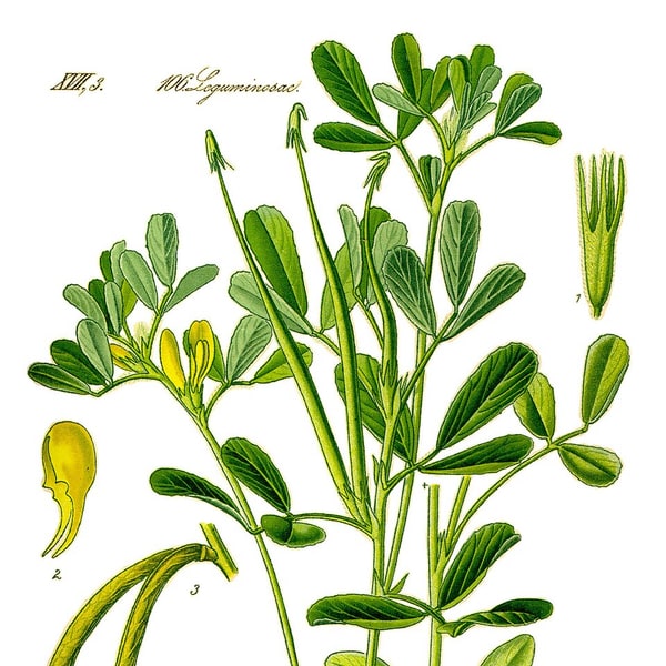 Fenugreek Seed for planting