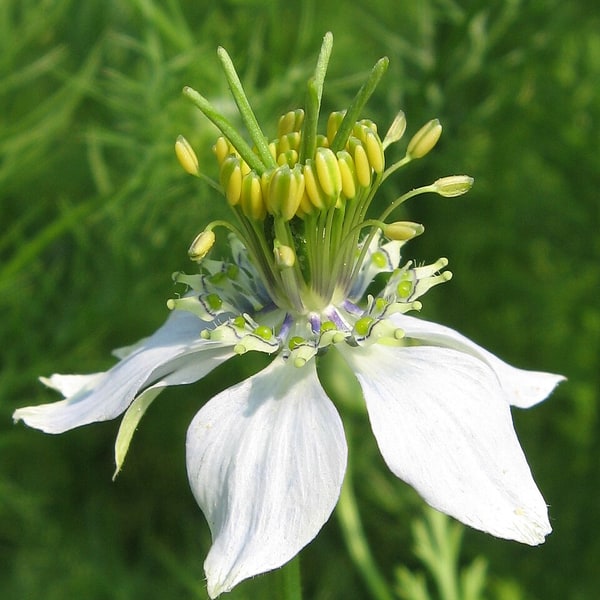 Black Cumin Seed for planting