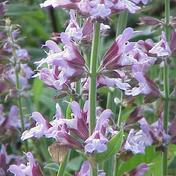 Sage Seed