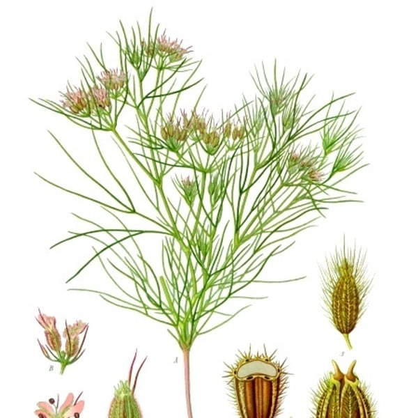 Cumin Seed for sowing