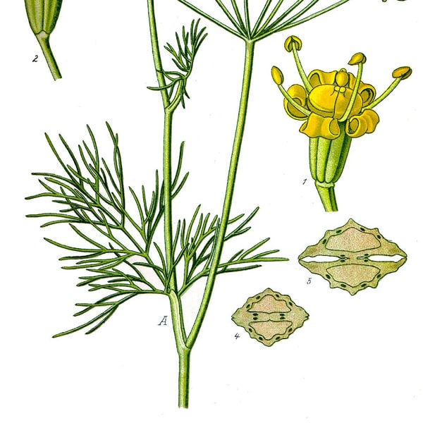 Dill Seed for sowing