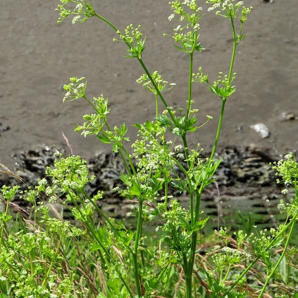 Celery Seed for sowing