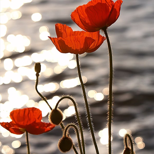 Poppy Seed for sowing