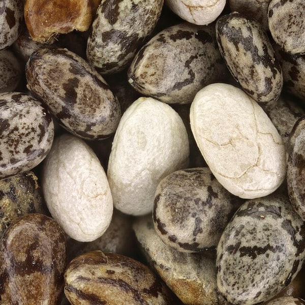 Chia Seed for sowing