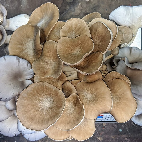 Mushroom Spores for cultivation