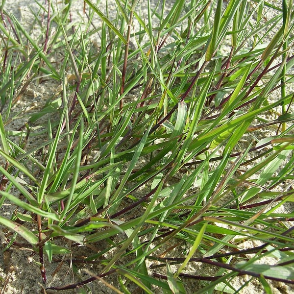 Golf Course Grass Seed
