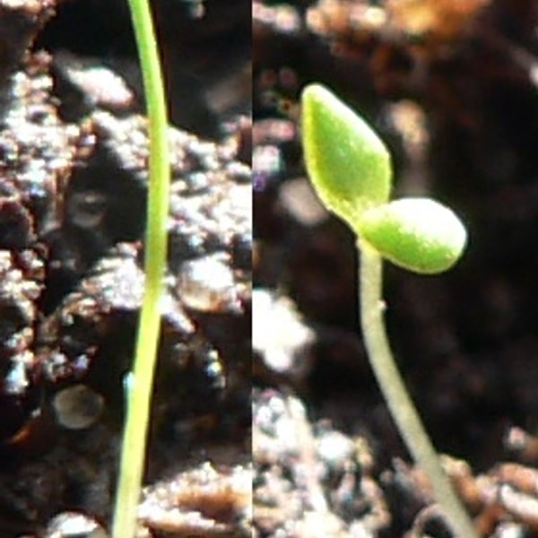 Tree Seed for nursery