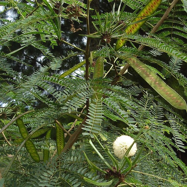 Subabul Seed for planting