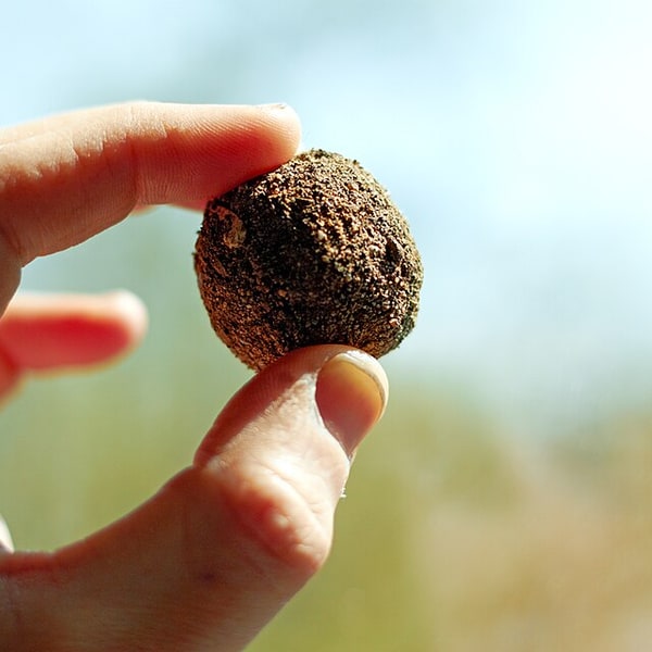 Seed Balls for planting